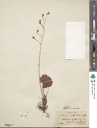 Heuchera sanguinea image