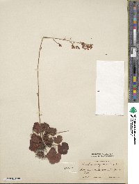 Heuchera sanguinea image