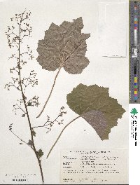 Heuchera villosa image