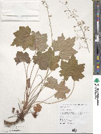 Heuchera villosa image