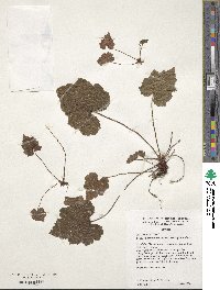 Tolmiea menziesii image