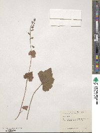 Tolmiea menziesii image