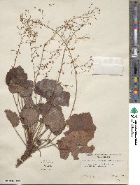 Image of Heuchera longipetala