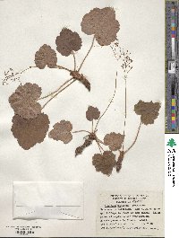 Image of Heuchera mexicana