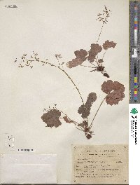 Heuchera rubescens image