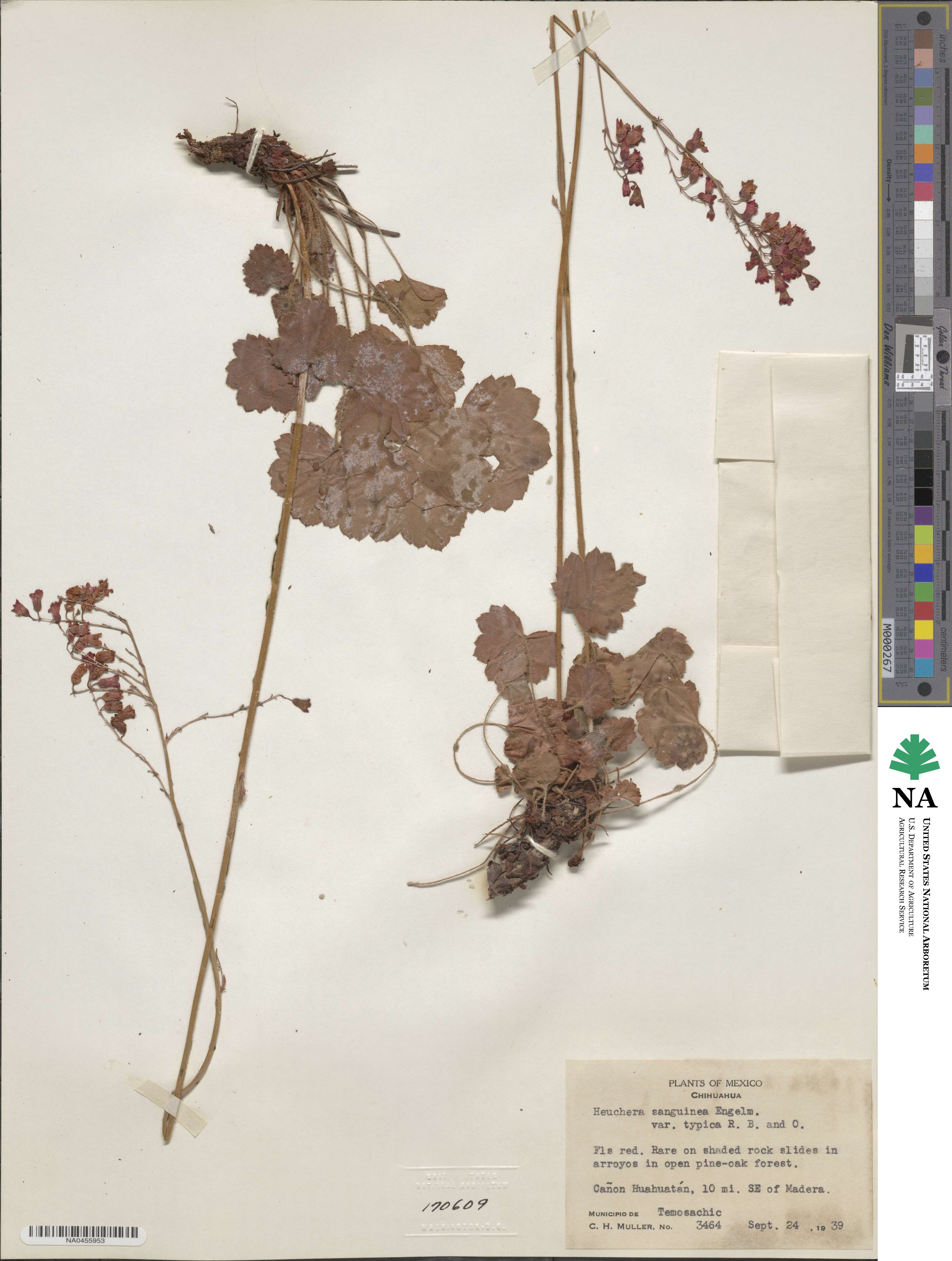 Heuchera sanguinea image