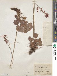 Heuchera sanguinea image