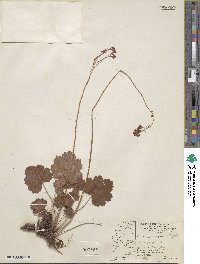 Heuchera sanguinea image