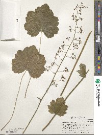 Heuchera americana image