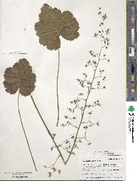 Heuchera americana image