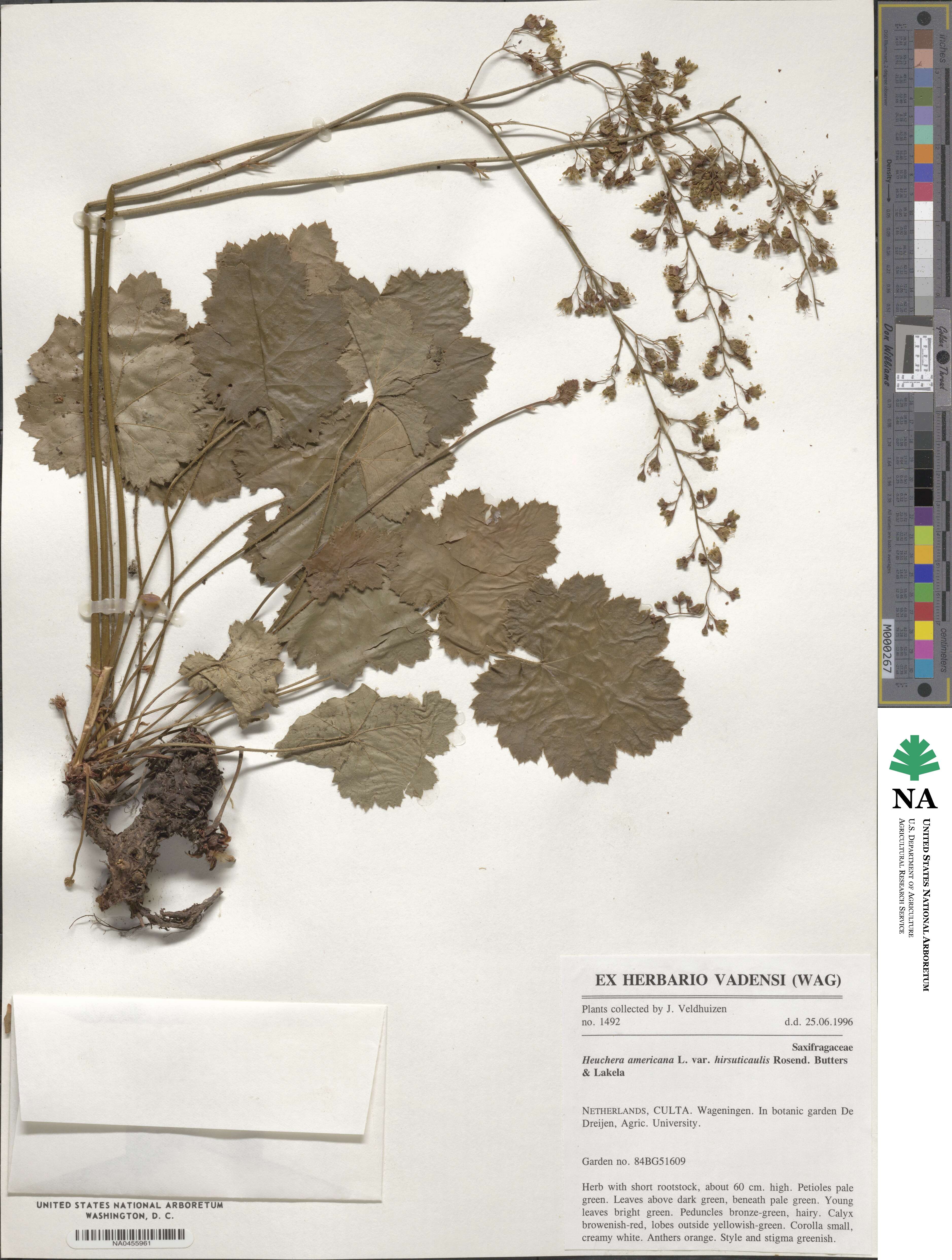 Heuchera americana image
