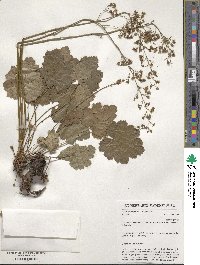 Heuchera americana image