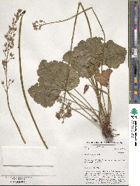 Heuchera americana image