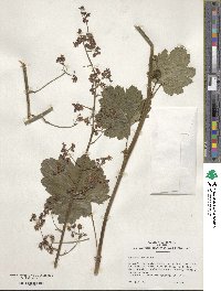 Heuchera americana image