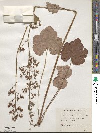 Heuchera americana image