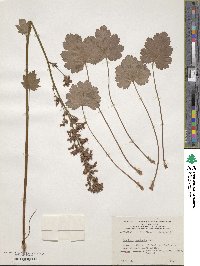 Heuchera bracteata image