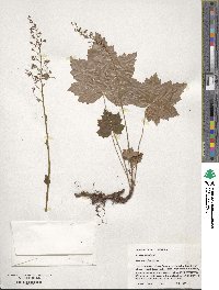 Heuchera villosa image