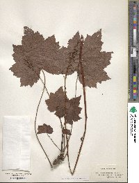 Heuchera villosa image