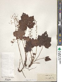 Heuchera villosa image