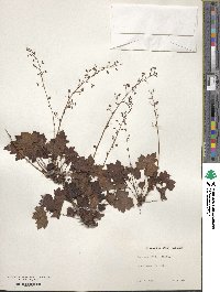 Heuchera villosa image