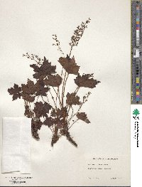 Heuchera villosa image