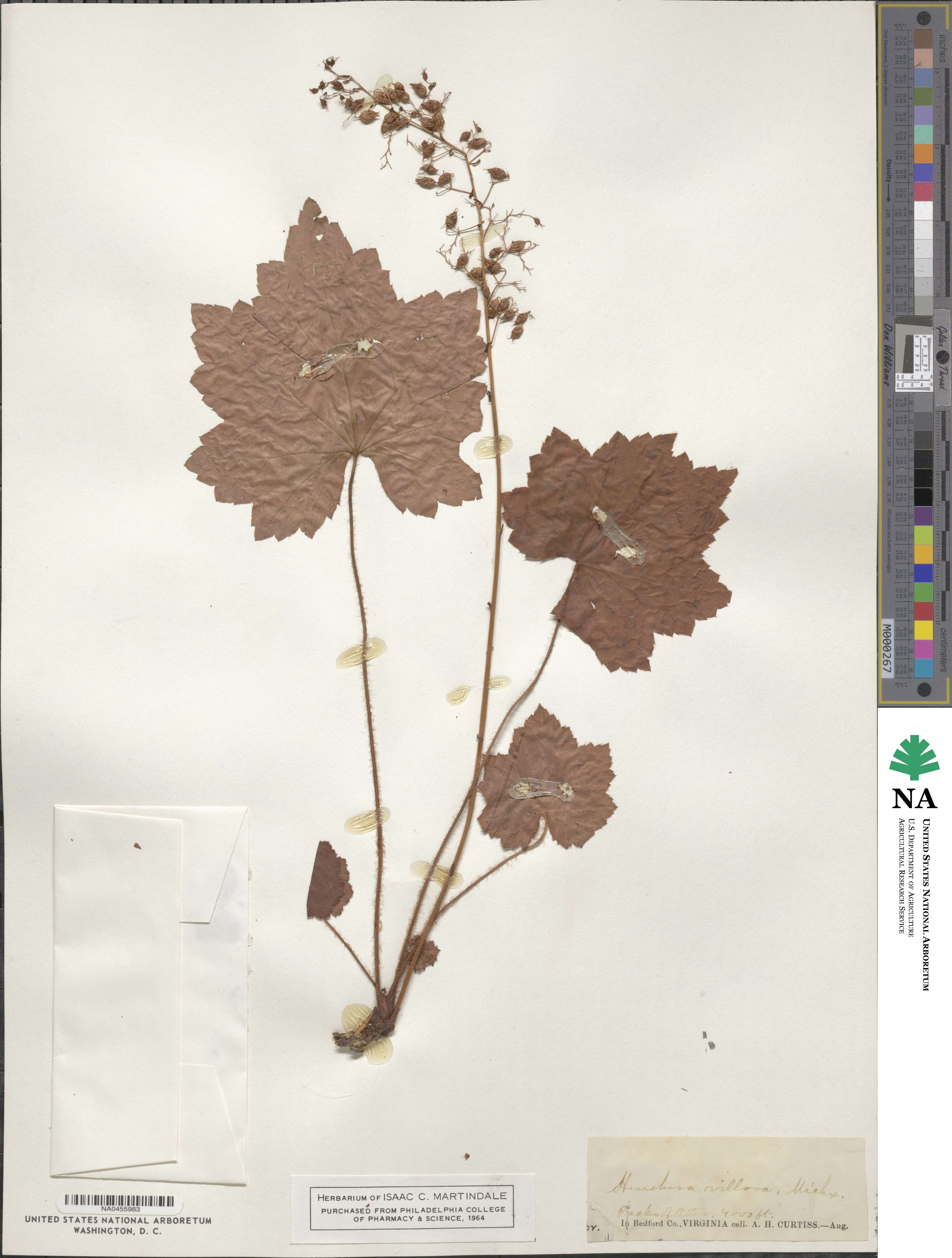 Heuchera villosa image