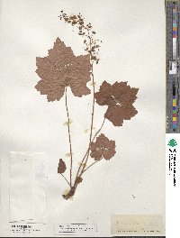 Heuchera villosa image