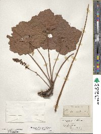 Heuchera villosa image