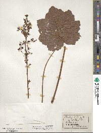 Heuchera villosa image