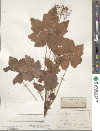 Heuchera villosa image