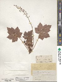 Heuchera villosa image