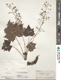 Heuchera villosa image