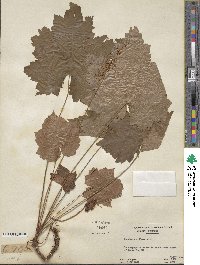 Heuchera villosa image