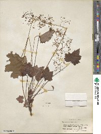 Heuchera villosa image