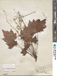 Heuchera villosa image