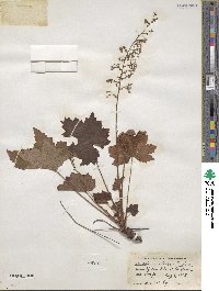 Heuchera villosa image