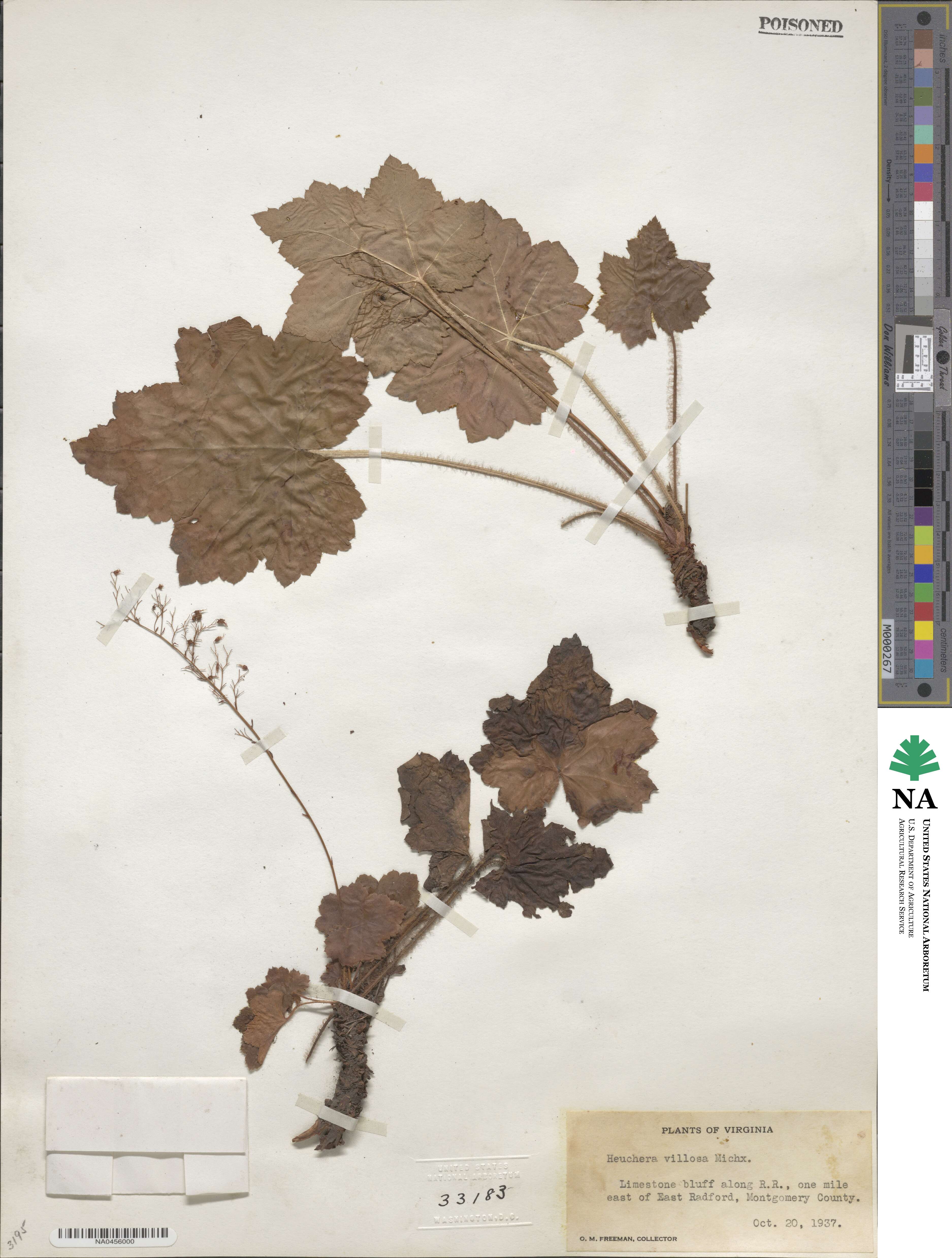 Heuchera villosa image