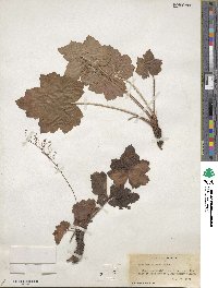 Heuchera villosa image