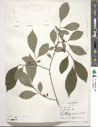 Lindera benzoin image