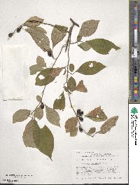 Lindera benzoin image