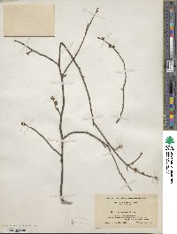Lindera benzoin image