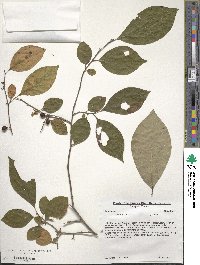 Lindera benzoin image