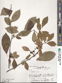 Lindera benzoin image