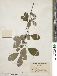 Lindera benzoin image