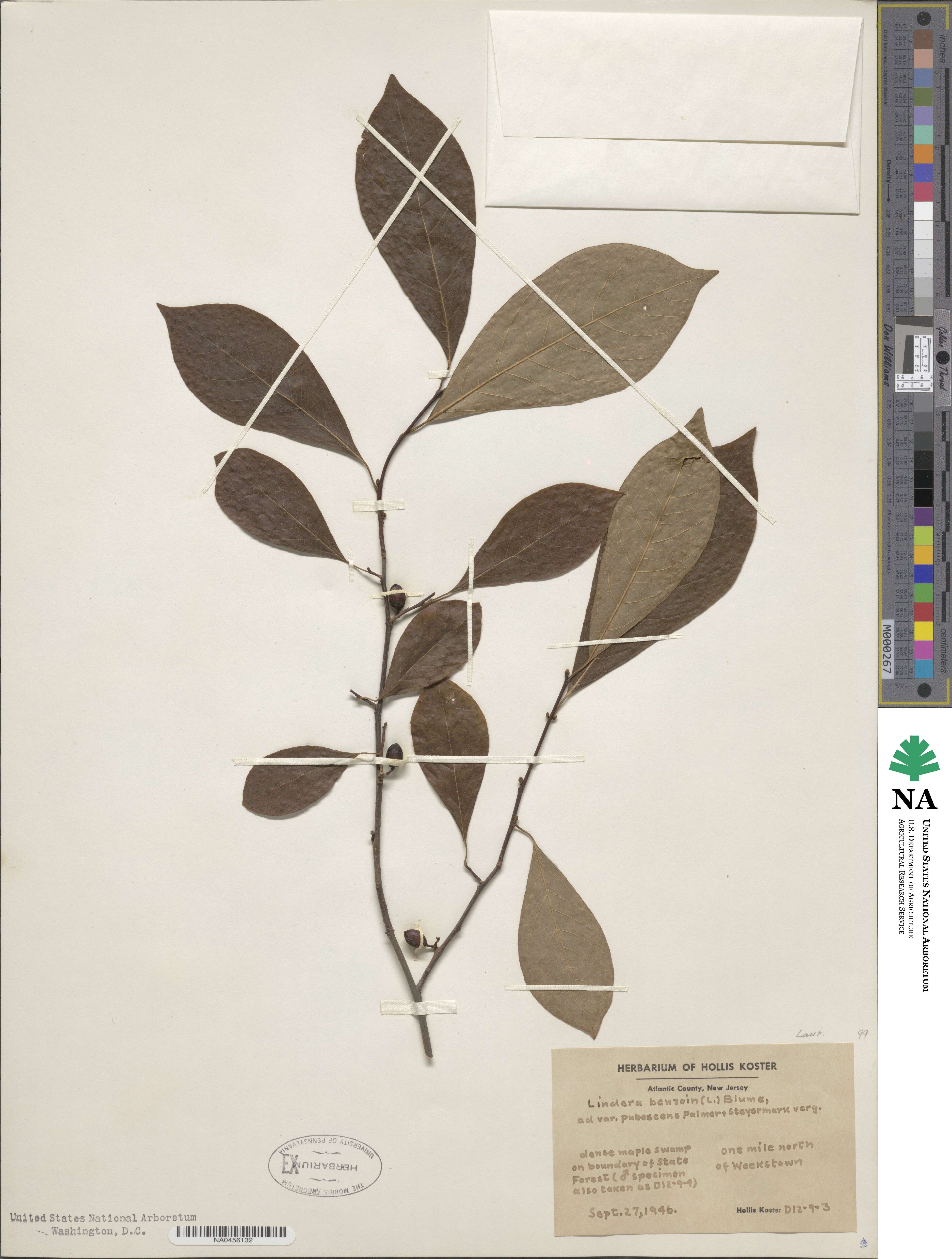 Lindera benzoin image