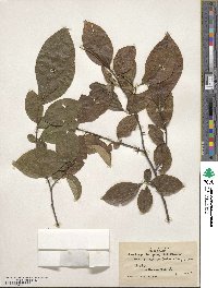 Lindera benzoin image