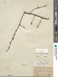 Lindera benzoin image