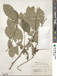 Lindera benzoin image