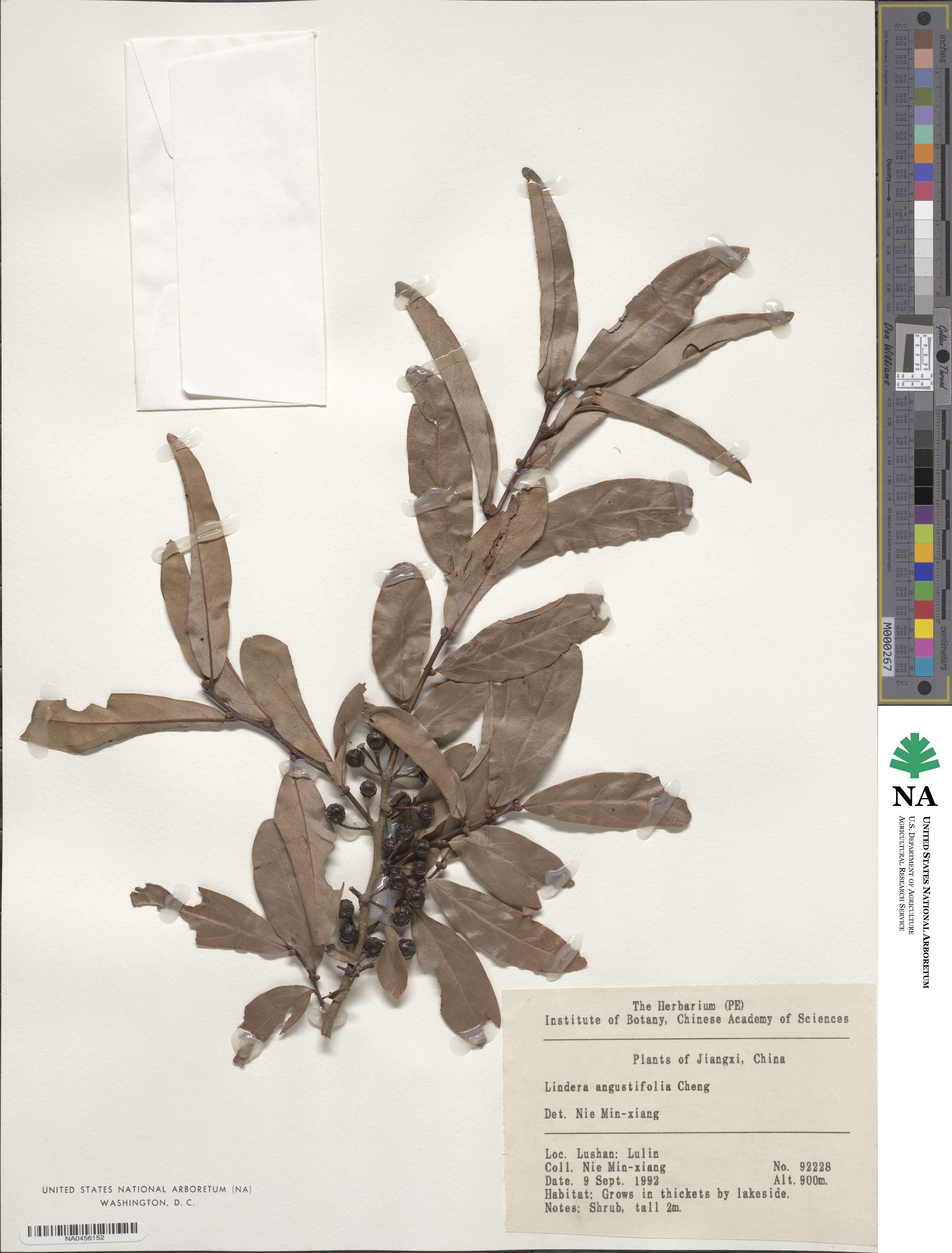 Lindera angustifolia image