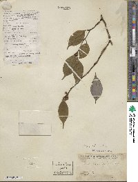 Lindera chunii image